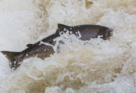 no 1. oktobra spēkā ir lašveidīgu zivju ieguves liegums